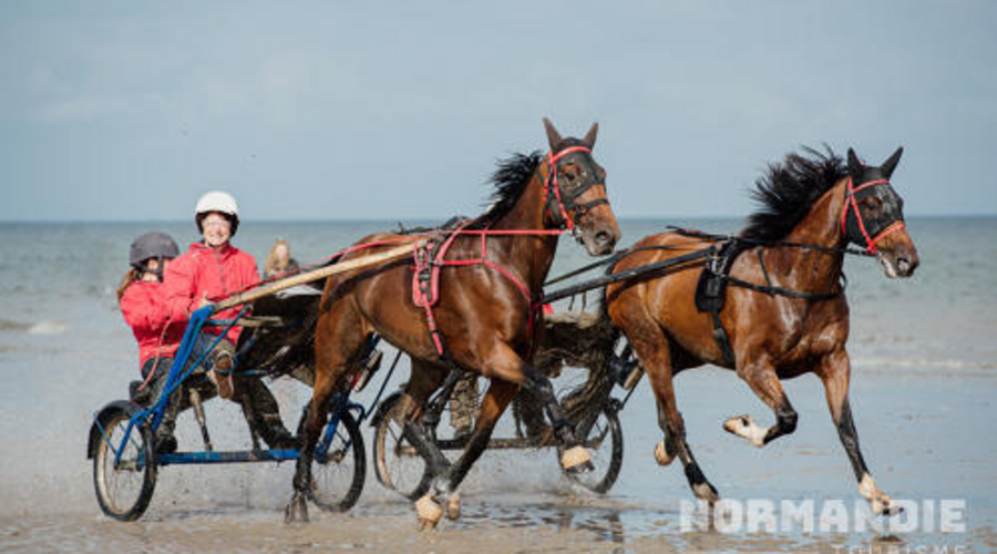 Nouveau programme : Le cheval en Normandie