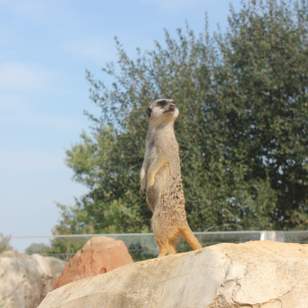 ZOO DE BEAUVAL - voyage scolaire en Europe