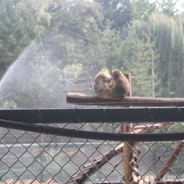 ZOO DE BEAUVAL - voyage scolaire en Europe