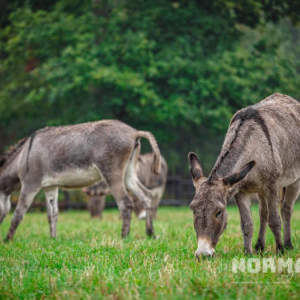 Le Pays d'Auge la route des Haras - voyage scolaire en Europe