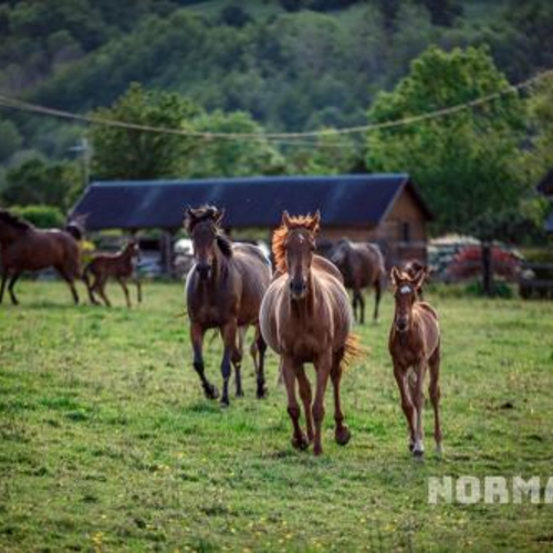 Voyage scolaire en Normandie, destination cheval